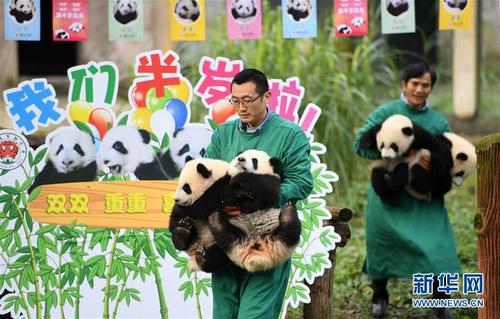 重庆4只半岁大熊猫户外庆祝半岁生日