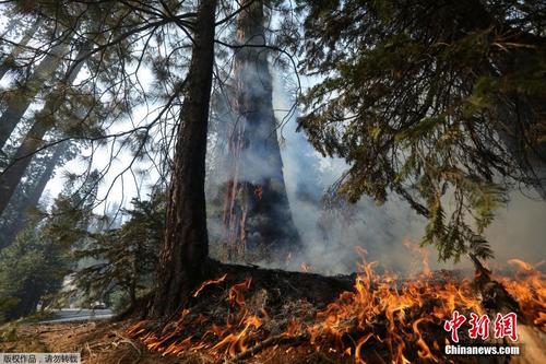 美国加州野火蔓延 千年红杉已有死亡