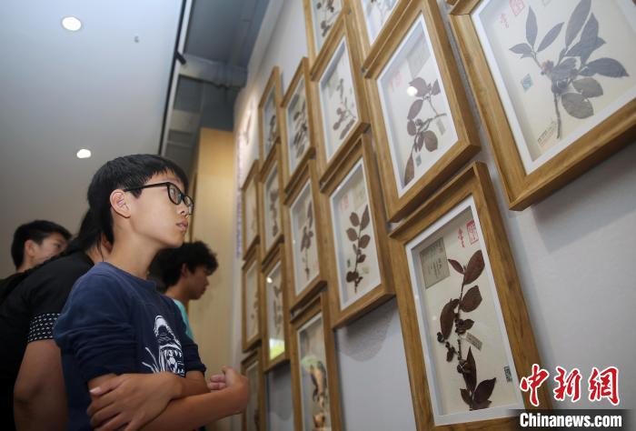 6月23日,美国华裔青少年观看茶叶标本。当日,来自美国华府青年义工俱乐部的15名华裔青少年、家长走进位于云南省昆明市的西南林业大学研学茶文化,感受中华文化魅力。中新社记者 黄兴鸿 摄