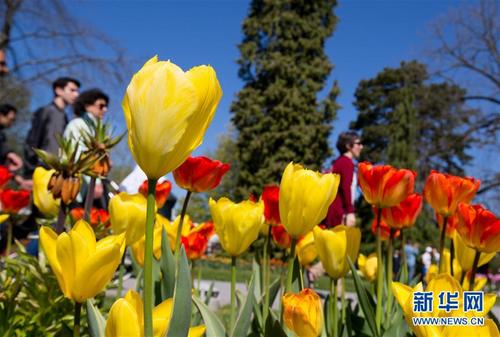 瑞士莫尔日郁金香节