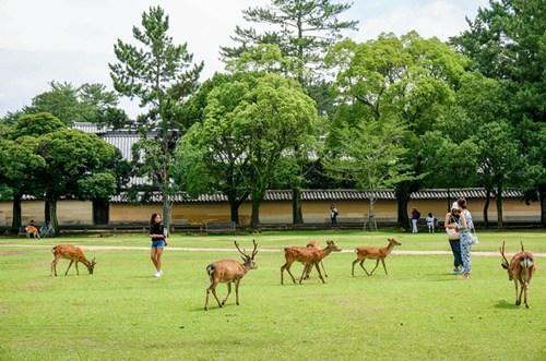 2016年85名外国人因为奈良鹿受伤中国人最多 中国侨网