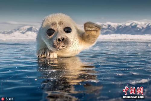 大眼小海豹趴在冰上卖萌 对镜头招手致意