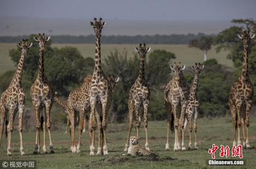 非洲草原罕见一幕 猎豹休息引来长颈鹿围观