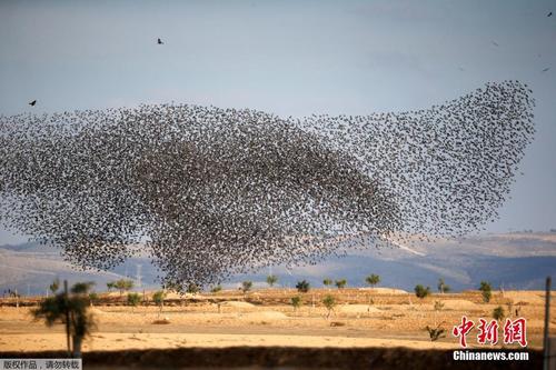 以色列群鸟归巢 遮蔽天空场面壮观