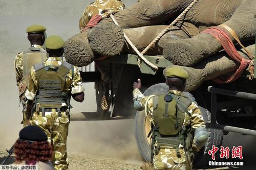 这个“快递”有点重 肯尼亚运送大象场面震撼 