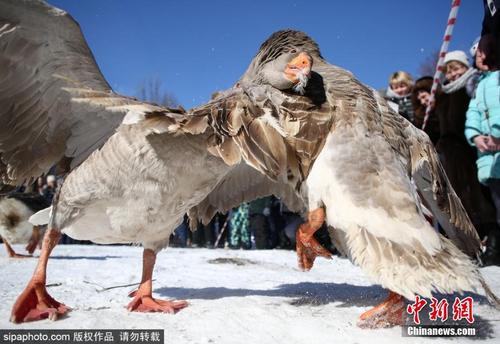 俄罗斯举办传统斗鹅赛 大鹅“引颈以待”斗志满满 