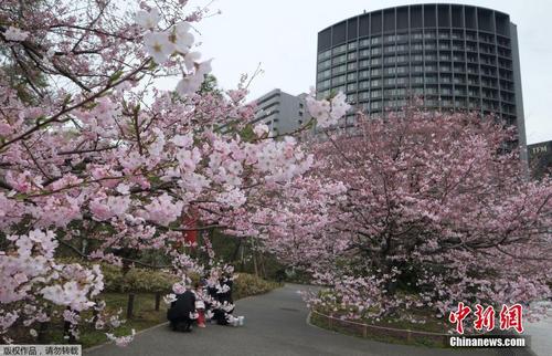 日本东京提前进入樱花季 游人徜徉花海乐享美景
