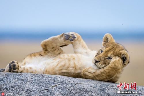 非洲小狮子躺岩石上休息 伸腿蹬脚萌态百出