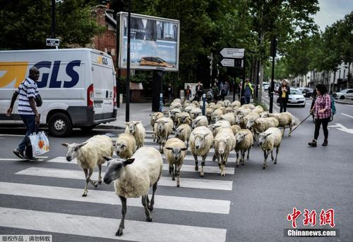 法国农民赶羊进城 横穿斑马线引路人驻足