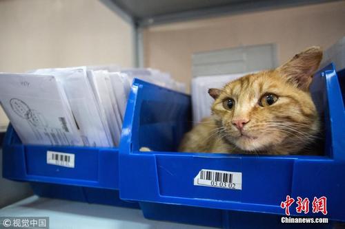 俄罗斯一邮局迎来猫咪吉祥物 被评年度最佳员工