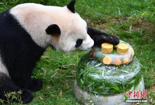大熊猫迎4岁生日 享用特制冰蛋糕
