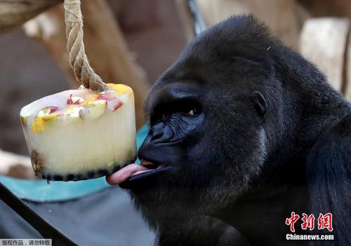 冰激凌有多好吃 看看这些大猩猩的表情就知道