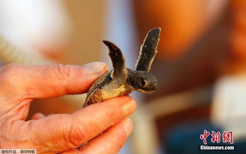 黎巴嫩海岸放生25只海龟幼崽