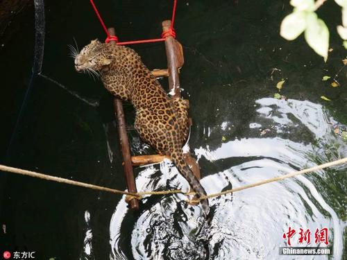 印度花豹跌入9米深井中 村民用笼子将其救出