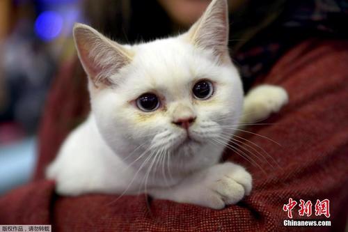 土耳其举行国际猫展 喵星小可爱亮相太撩人了