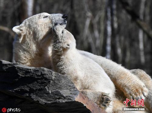 柏林动物园北极熊母子亲子时光 小熊崽献吻妈妈