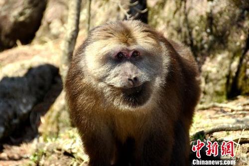 黄山短尾猴午后沐浴春光表情憨态可掬 中国侨网