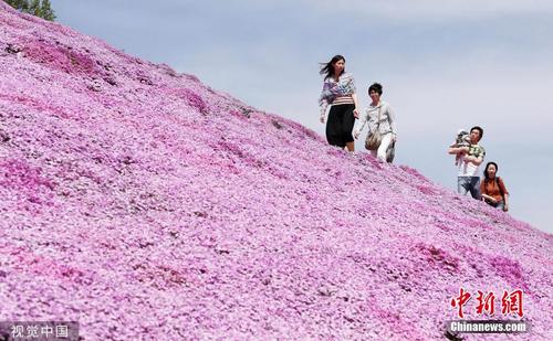 北海道芝樱盛放 游客徜徉梦幻花海 