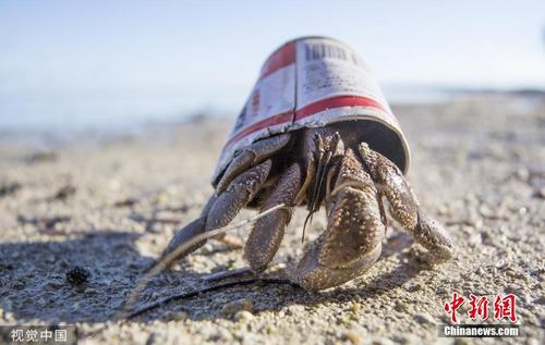 受环境影响 太平洋偏远岛屿寄居蟹以罐为“家” 