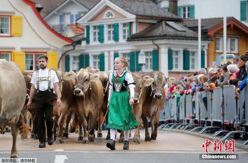 瑞士奶酪之乡集市开业 牧民着盛装赶着牛羊“赴约” 