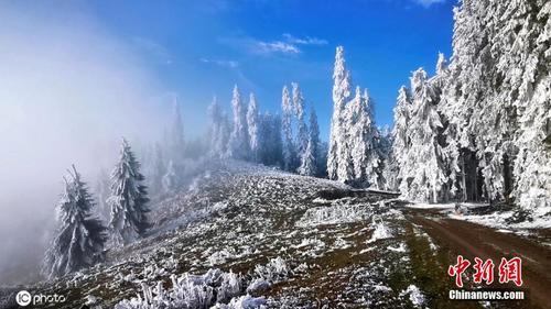 罗马尼亚雪树蓝天 恍若童话世界
