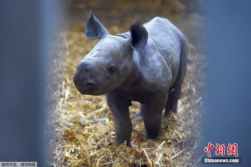 第一只！法国动物园降生珍稀黑犀牛宝宝 