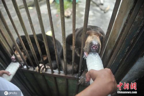 食物供应紧缺 印尼一家动物园“闹饥荒”