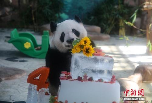 呆萌熊猫“兄妹”品尝“冰蛋糕”过生日