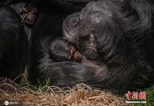 极度濒危物种西部大猩猩迎来新生儿