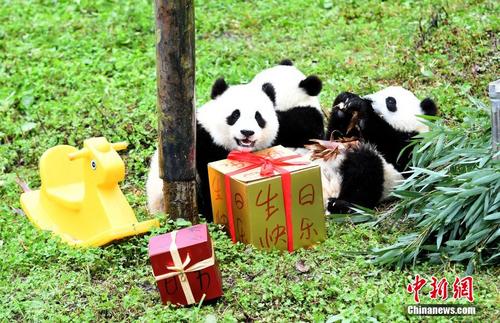大熊猫保护研究中心为2019级大熊猫宝宝举办生日会 