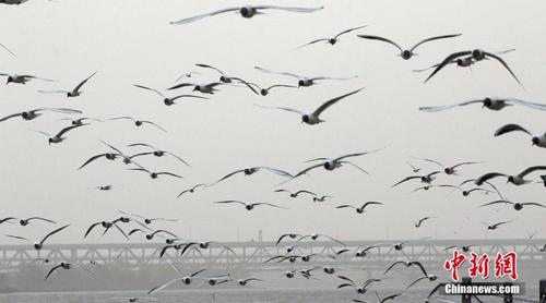 哈尔滨红嘴鸥聚集 大风中觅食场面壮观