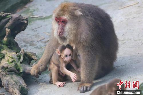 图为藏酋猴母亲抱着孩子正在室外晒太阳。　王成杰　摄