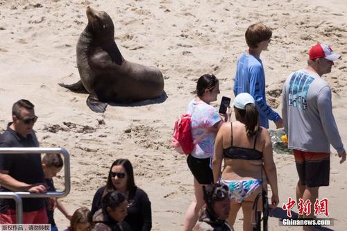 美国加州旅游业复苏 海狮与游客共享阳光沙滩