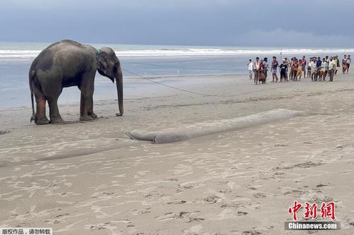 孟加拉海滩发现野象 自缅甸涉水而来