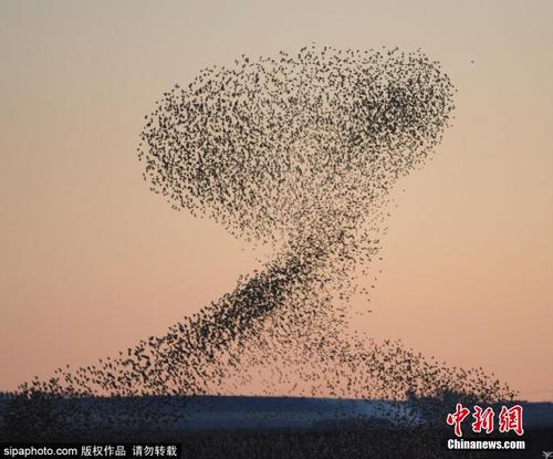 苏格兰椋鸟群“组队”盘旋空中 场景壮观