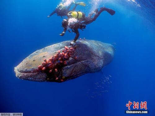 西班牙一座头鲸被网缠身 潜水员合力解救
