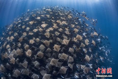 摄影师水下拍摄蝠鲼聚集迁徙 浩浩荡荡画面震撼