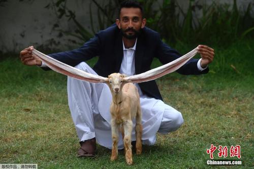 超大“精灵耳”山羊走红巴基斯坦