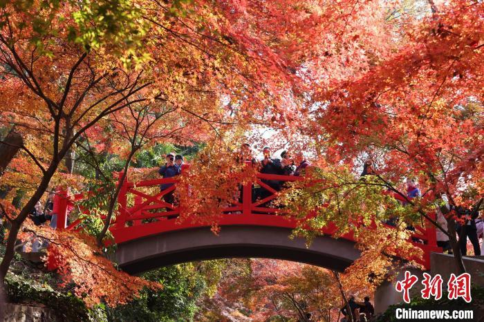 南京紫金山枝叶层叠“枫”景独好。中新网记者 泱波 摄