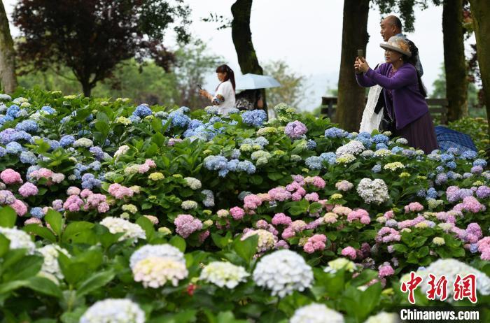 图为盛开的绣球花吸引市民前往观赏、拍照。中新网记者 周毅 摄