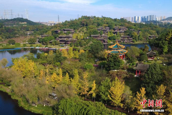11月20日，重庆园博园里的各种彩叶在冬日阳光照耀下绚丽多彩，吸引众多市民游客前来打卡游玩。随着气温逐渐下降，重庆园博园里的各种树木叶子纷纷变色，银杏树一片金黄、梧桐树色彩斑斓，各种彩叶与古典园林风格的建筑交相辉映，美不胜收。图为重庆园博园。中新网记者 肖江川 摄　