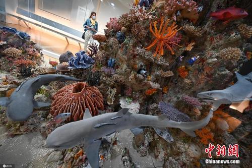 打卡德国法兰克福博物馆珊瑚礁展 展品栩栩如生