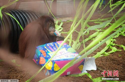 全球最老苏门答腊猩猩庆祝61岁生日