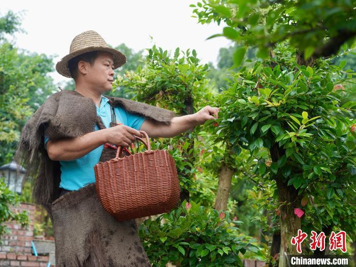 6月5日，浙江金华，乌饭制作技艺传承人李桂华身穿蓑衣，在微雨中采摘制作乌饭粽的原料——南烛叶。乌饭是金华端午节的传统美食，也是江浙一带的夏日美味，有防蚊驱蚊平安过夏之意；乌米乃乌饭叶浸泡米粒而成，乌饭叶富含花青素、可养颜美容抗氧化；它也可以用来制作乌米粽。董易鑫 摄
