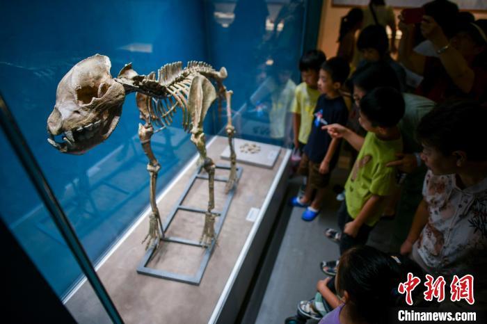 7月30日，海南海口，展出的中国鬣狗完整骨架模型吸引参观者。当日，“‘我’从远古走来——周口店遗址文化展”在海南省博物馆开展。此次展览分为惊世发现、“北京人”、山顶洞人、其它化石地点、科学研究、国宝寻踪、保护发展等七个部分，全面展示了周口店遗址的丰富内涵。共有139件珍贵展品亮相，包括100件真品和39件模型，让观众近距离感受古人类的生活场景。中新社记者 骆云飞 摄
