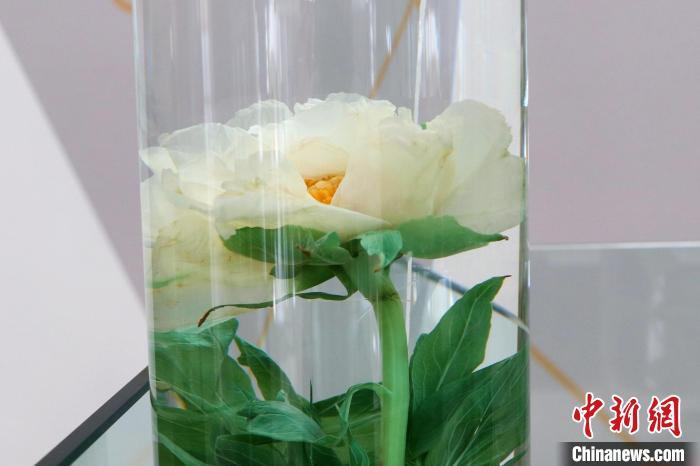 牡丹、菊花、忍冬、芍药、红花……它们或许是人们眼中的“花草”，但也是医治疾病的中医良药。8月30日，在河南省中医药科学院，数十个装有中草药标本的玻璃罐子在展厅里整齐摆放，罐子上的标签不仅标明了药材名，还写明了各个花草的药用部位和功效，引人驻足观看。图为牡丹标本。李海珠 摄