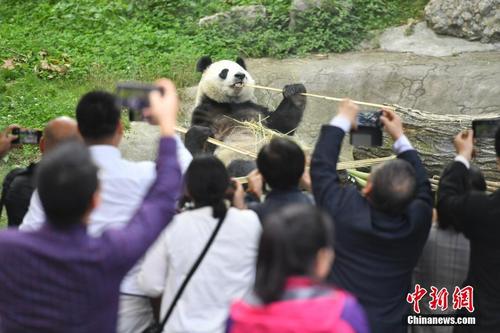 海外华文媒体代表走进四川青城山“邂逅”大熊猫