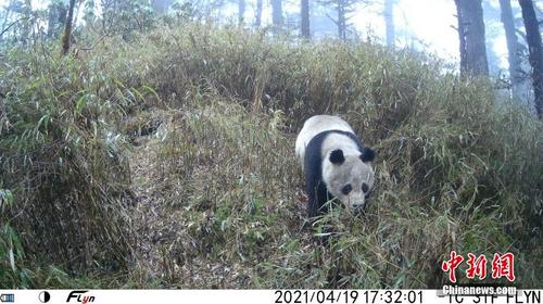 “猫脸”识别，荒野监测野生大熊猫