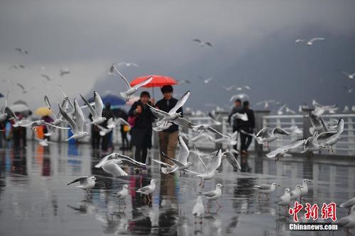 昆明滇池游客雨中邂逅红嘴鸥