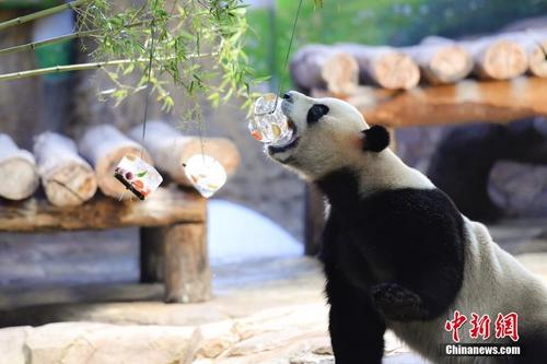 炎炎夏日 广州大熊猫消暑有“凉”方